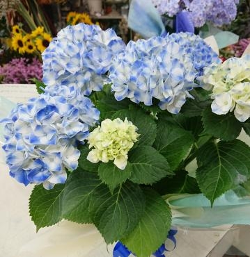 20230608_mothersday-hydrangea-blue-flowerhouseaika