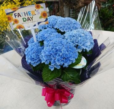 20230618_fathersday-hydrangea-blue-flowerhouseaika