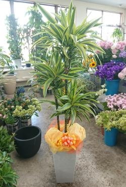 20230720_open-oiwai_green_dracaena-lemonlime-flowerhouseaika