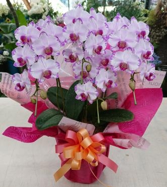 20230808_oiwai_kochouran-pinkfleur3f-flowerhouseaika