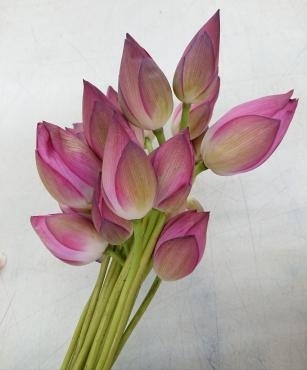 ハスの花 入荷しました｜「愛花」　（愛媛県松山市の花キューピット加盟店 花屋）のブログ