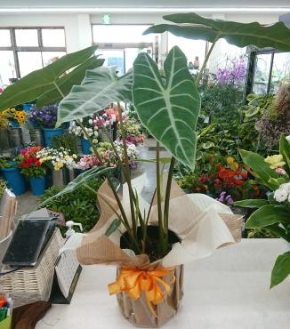 20230815_open-oiwai_green_alocasia-flowerhouseaika