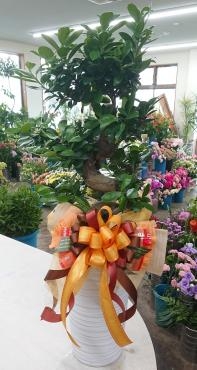 お祝い 観葉植物 ガジュマル♪｜「愛花」　（愛媛県松山市の花キューピット加盟店 花屋）のブログ