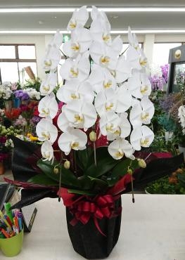 お祝い 胡蝶蘭(白) 三本立♪「愛花」（愛媛県松山市の花屋）のギャラリー写真