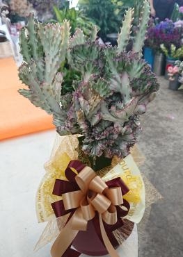 リニューアルオープン お祝い 観葉植物「ユーフォルビア」♪「愛花」（愛媛県松山市の花屋）のギャラリー写真
