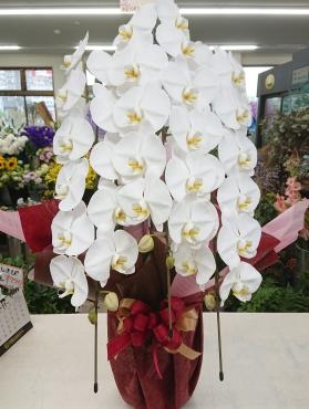 リニューアルオープンお祝い 胡蝶蘭♪「愛花」（愛媛県松山市の花屋）のギャラリー写真