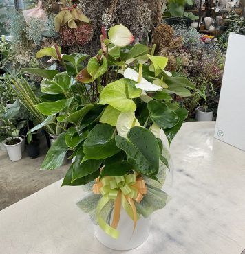 開店祝 アンスリウム寄せ植え♪