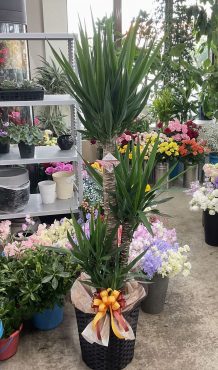 開設祝 観葉植物「ユッカ」♪