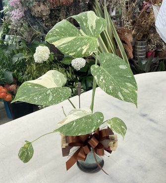 斑入り モンステラ♪｜「愛花」　（愛媛県松山市の花キューピット加盟店 花屋）のブログ