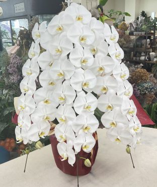 御新築移転 お祝い 胡蝶蘭（白）三本立♪｜「愛花」　（愛媛県松山市の花キューピット加盟店 花屋）のブログ