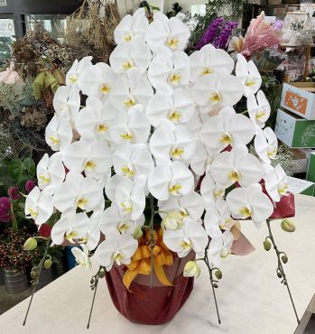 理事長 御就任祝 胡蝶蘭（白）五本立♪｜「愛花」　（愛媛県松山市の花キューピット加盟店 花屋）のブログ