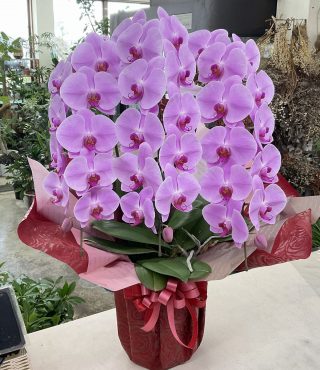 ご就任祝い 胡蝶蘭（ピンク）三本立♪｜「愛花」　（愛媛県松山市の花キューピット加盟店 花屋）のブログ