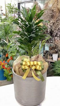 開店祝 観葉植物「ドラセナ・コンパクタ」♪｜「愛花」　（愛媛県松山市の花キューピット加盟店 花屋）のブログ