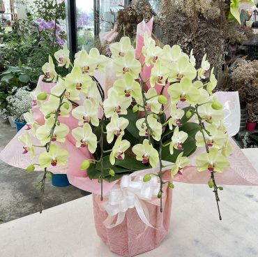 お盆 お供え ミディ胡蝶蘭「ザルツマン」｜「愛花」　（愛媛県松山市の花キューピット加盟店 花屋）のブログ