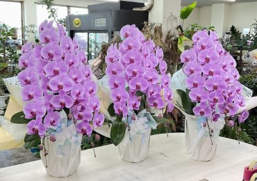 大施餓鬼 法要 お供え 胡蝶蘭ピンク三本立｜「愛花」　（愛媛県松山市の花キューピット加盟店 花屋）のブログ