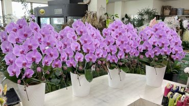 大施餓鬼 法要 お供え 胡蝶蘭ピンク三本立｜「愛花」　（愛媛県松山市の花キューピット加盟店 花屋）のブログ