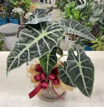 お祝い 観葉植物「アロカシア」♪｜「愛花」　（愛媛県松山市の花キューピット加盟店 花屋）のブログ