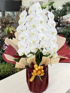 2025年 秋の褒章・叙勲 お祝い 胡蝶蘭♪｜「愛花」　（愛媛県松山市の花キューピット加盟店 花屋）のブログ