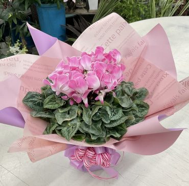 シクラメン お店の…