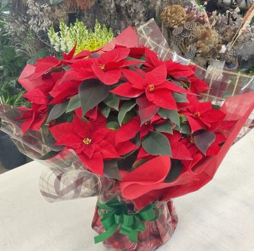 ポインセチア♪｜「愛花」　（愛媛県松山市の花キューピット加盟店 花屋）のブログ