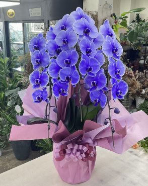 古希 お誕生日祝い 胡蝶蘭「パープルエレガンス」♪｜「愛花」　（愛媛県松山市の花キューピット加盟店 花屋）のブログ