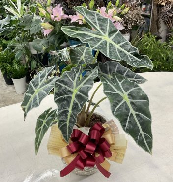 開店祝 観葉植物「アロカシア」♪｜「愛花」　（愛媛県松山市の花キューピット加盟店 花屋）のブログ