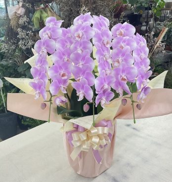 お母様を亡くされた方へ ミディ胡蝶蘭「ピンクマーメイド」｜「愛花」　（愛媛県松山市の花キューピット加盟店 花屋）のブログ
