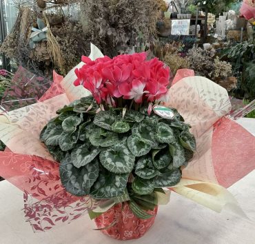 ディスプレイ シクラメン♪｜「愛花」　（愛媛県松山市の花キューピット加盟店 花屋）のブログ