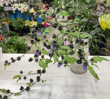 珍しい切り花 黒鬼灯♪|「愛花」　（愛媛県松山市の花屋）のブログ