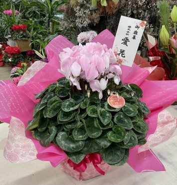 御歳暮 シクラメン…