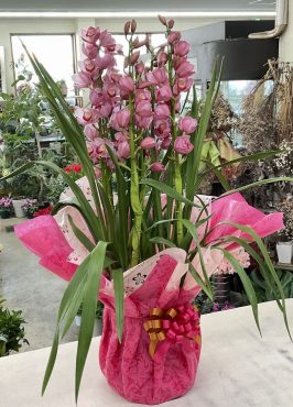 御歳暮のお返しに シンビジウム「スイートワッフル タルト」♪｜「愛花」　（愛媛県松山市の花キューピット加盟店 花屋）のブログ