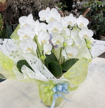 一周忌 お供え ミディ胡蝶蘭「アマビリス」