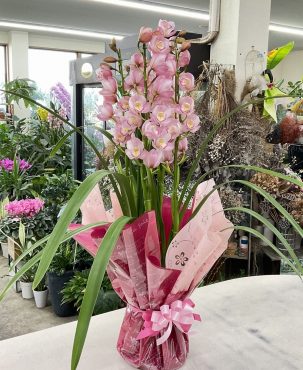 お祝い シンビジウム「プリティキャンディー」♪