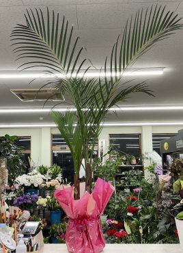 観葉植物「モドキヤシ」♪｜「愛花」　（愛媛県松山市の花キューピット加盟店 花屋）のブログ