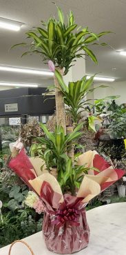 クリニック開院祝 観葉植物「幸福の木」♪｜「愛花」　（愛媛県松山市の花キューピット加盟店 花屋）のブログ