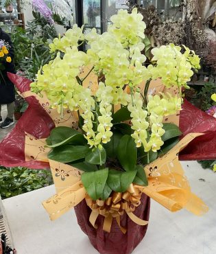 開店祝 ミニ胡蝶蘭「タイダスマイル」♪｜「愛花」　（愛媛県松山市の花キューピット加盟店 花屋）のブログ