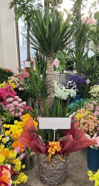 オープン祝 観葉植物「ユッカ」鉢カバー付き♪｜「愛花」　（愛媛県松山市の花キューピット加盟店 花屋）のブログ