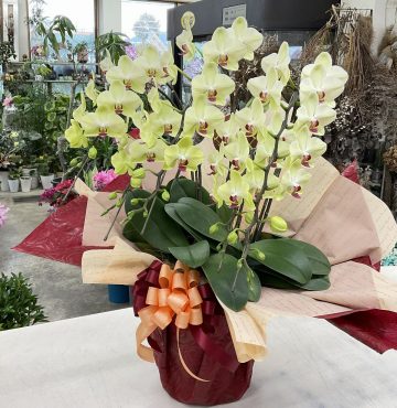 ご就任お祝い ミディ胡蝶蘭「ザルツマン」♪｜「愛花」　（愛媛県松山市の花キューピット加盟店 花屋）のブログ