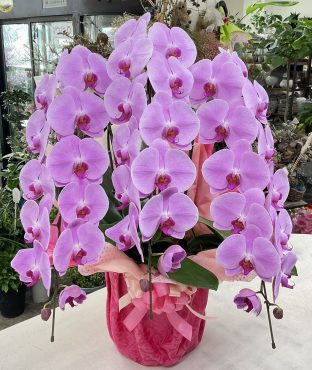 傘寿 お祝い 胡蝶…