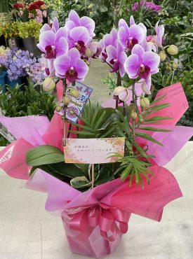 お誕生日祝い ミニ…