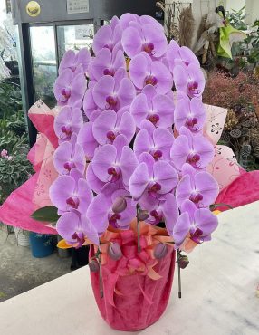 卒園式＆入園式 胡蝶蘭（ピンク）三本立♪｜「愛花」　（愛媛県松山市の花キューピット加盟店 花屋）のブログ