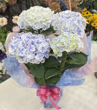 少し早めの母の日に「アジサイ」「アレンジメント」♪