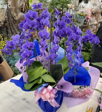 母の日2026 ミディ胡蝶蘭＆花鉢アラカルト♪｜「愛花」　（愛媛県松山市の花キューピット加盟店 花屋）のブログ